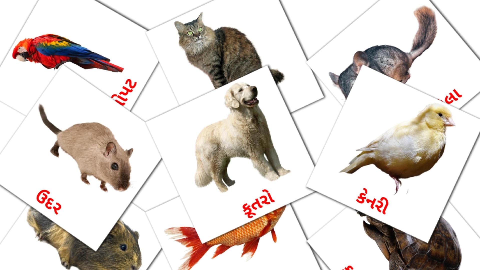 Bildkarten für પાળતુ પ્રાણી
