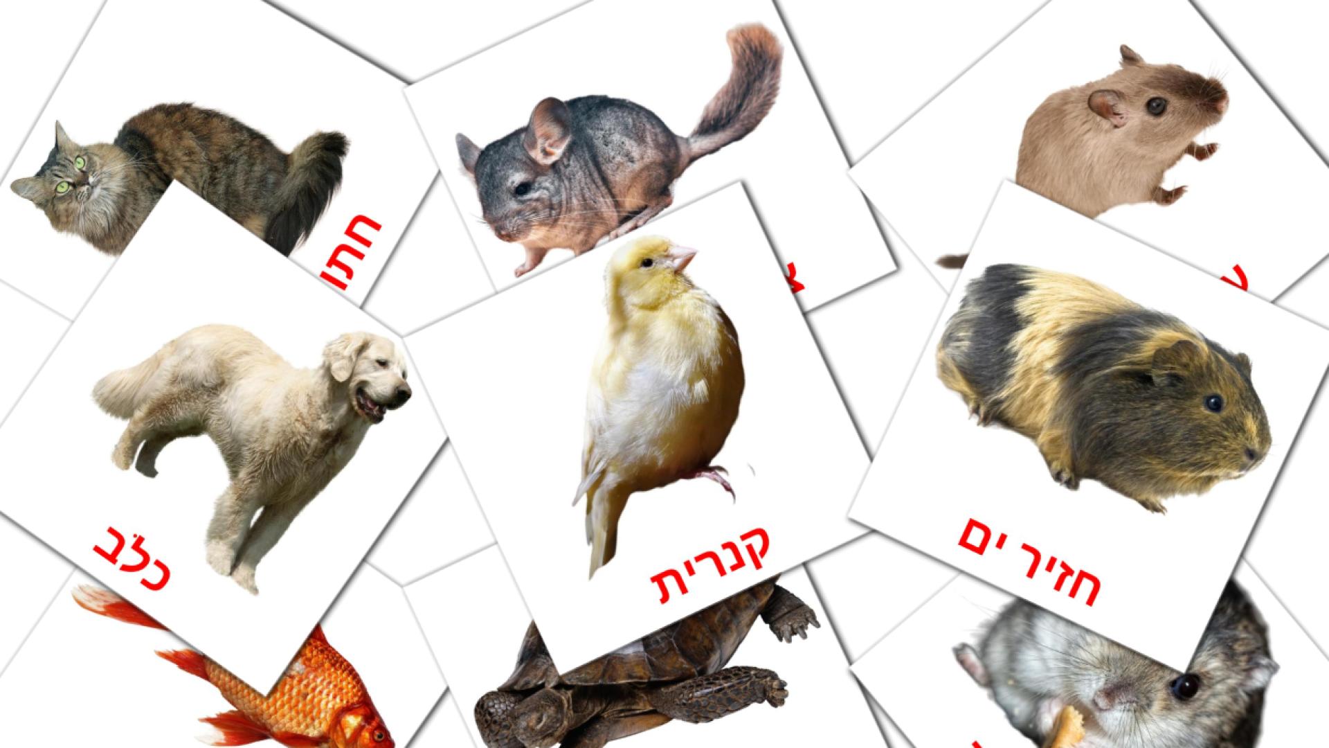 tarjetas didacticas de חיות בית