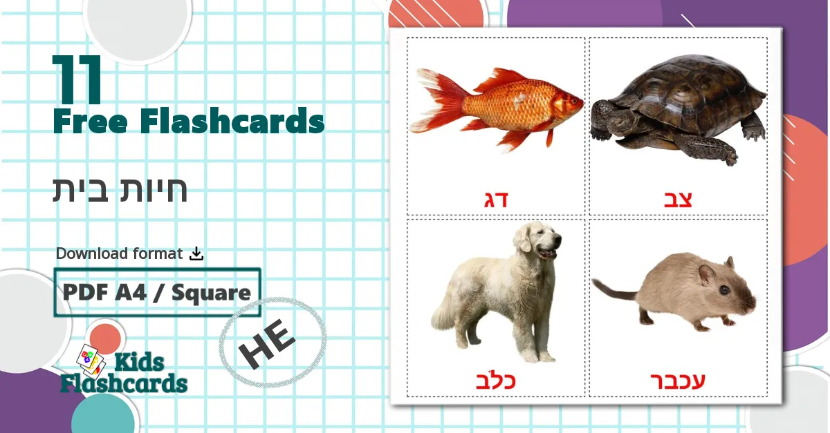 11 חיות בית flashcards