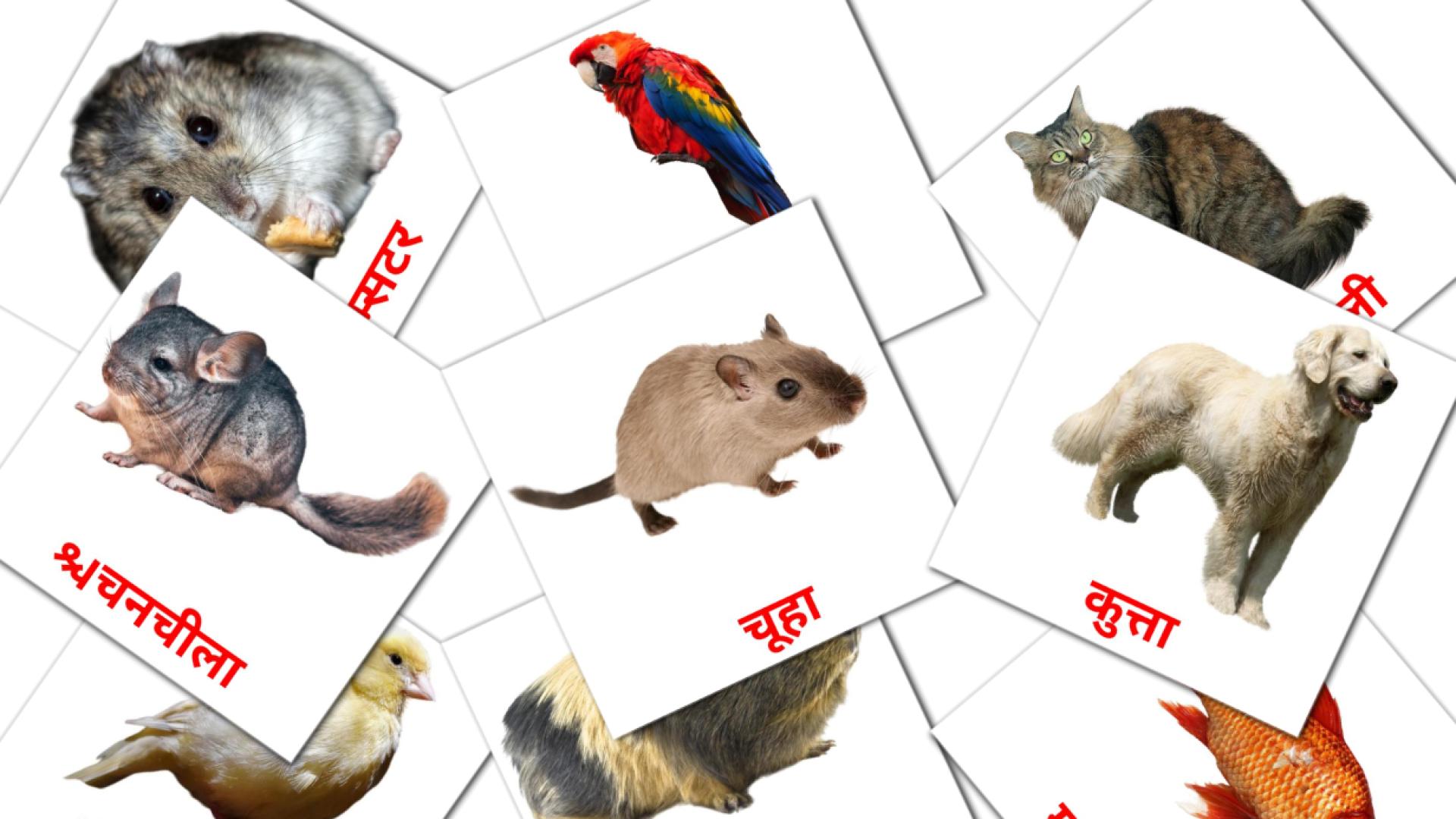 flashcards di घरेलु पशु