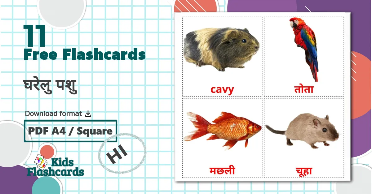 11 घरेलु पशु flashcards