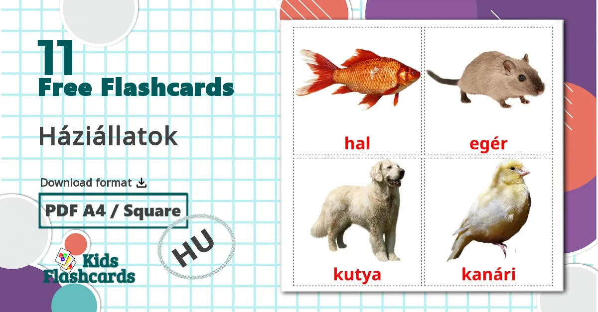 11 Háziállatok flashcards