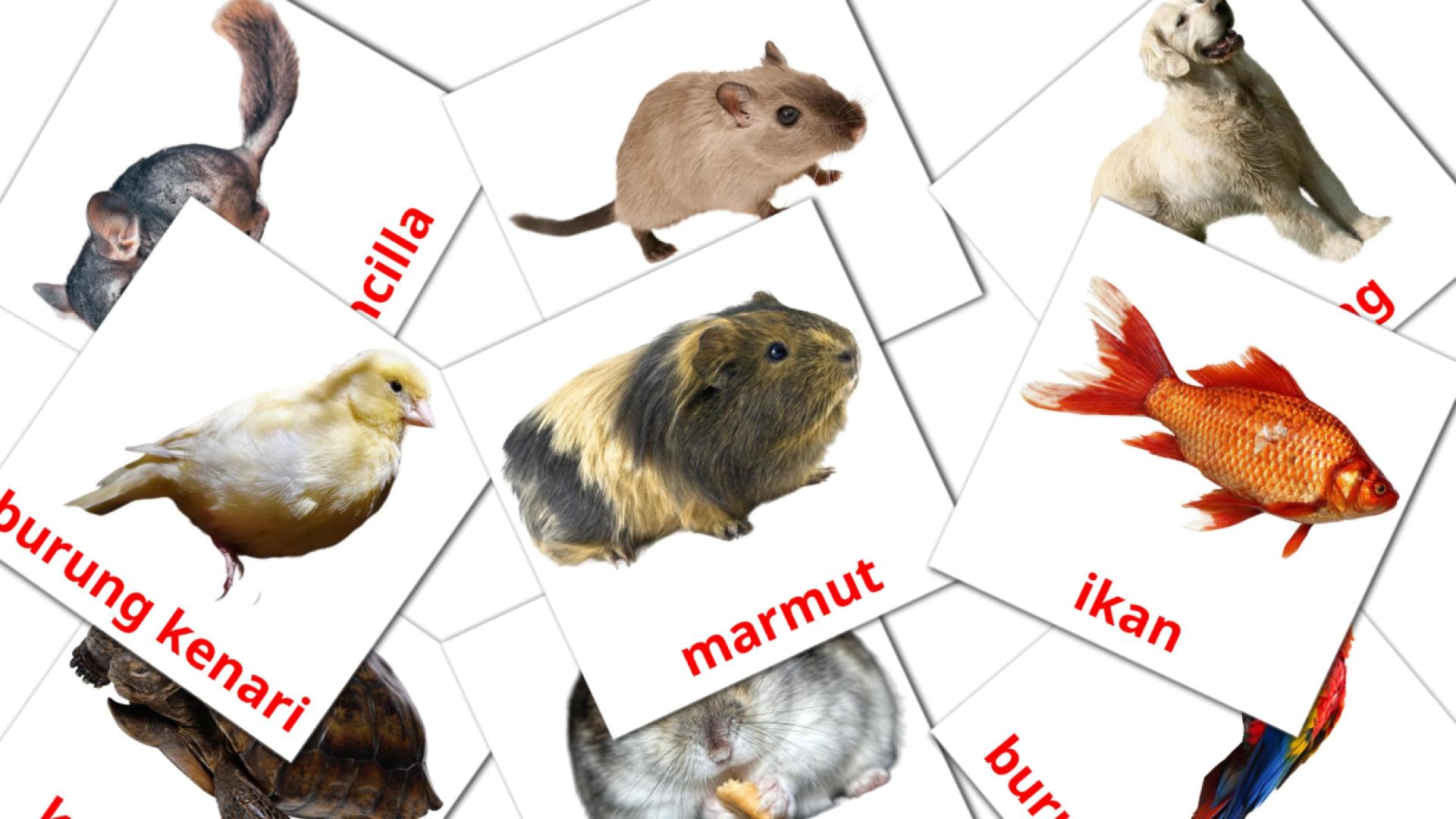 10 Binatang Peliharaan flashcards