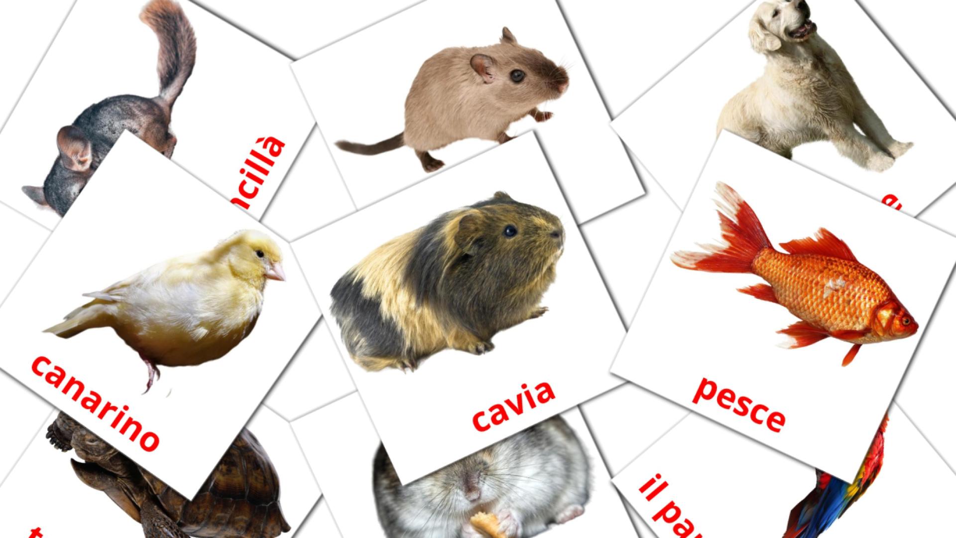 tarjetas didacticas de Animali Domestici