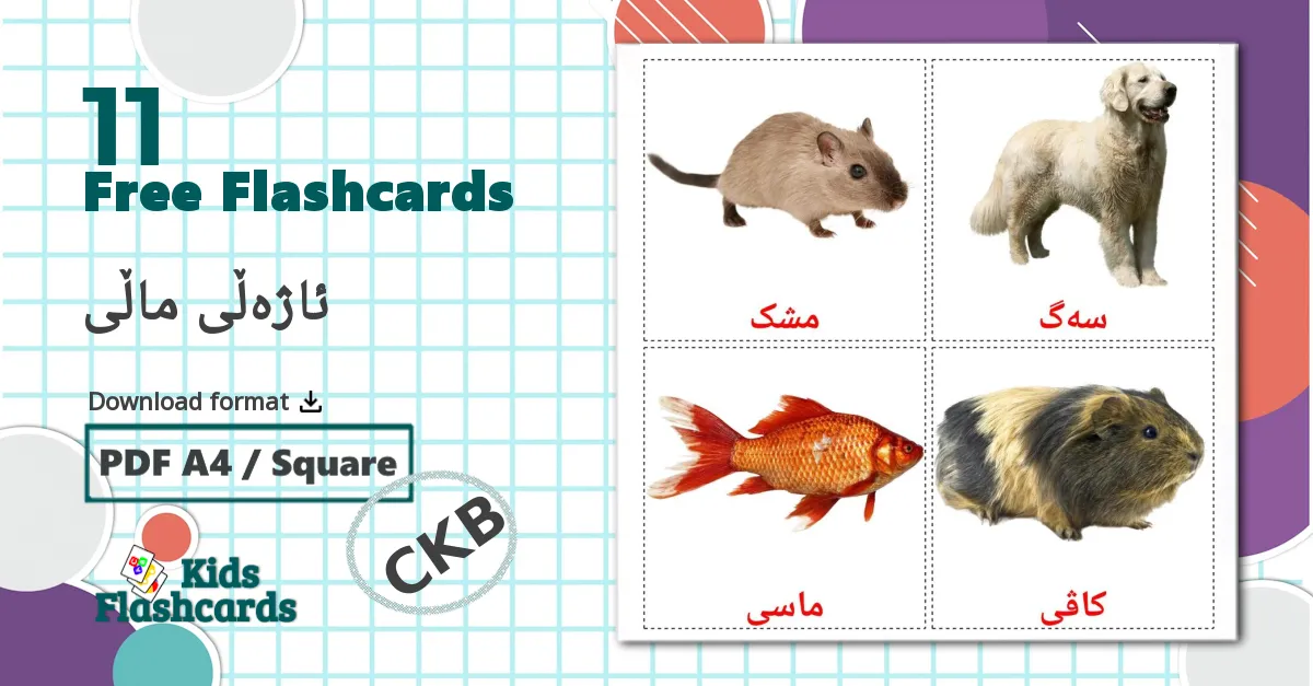 11 Flashcards de ئاژەڵی ماڵی