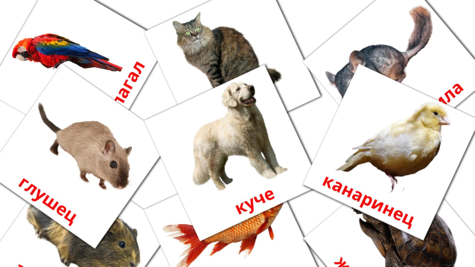 Bildkarten für Домашни животни