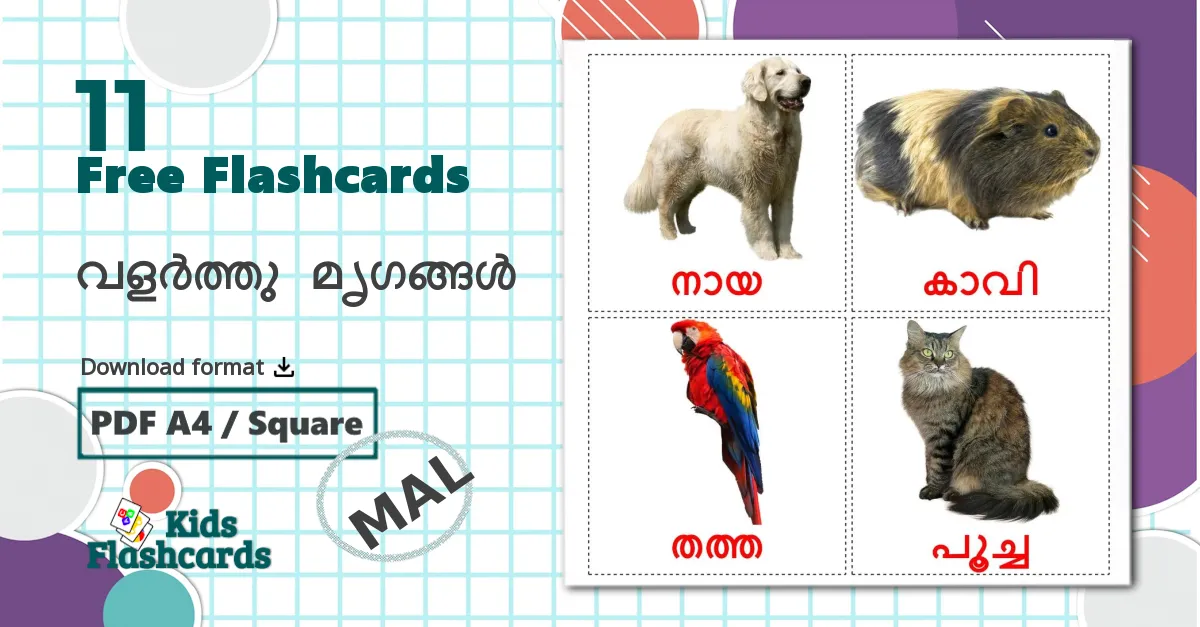 11 വളർത്തു മൃഗങ്ങൾ flashcards