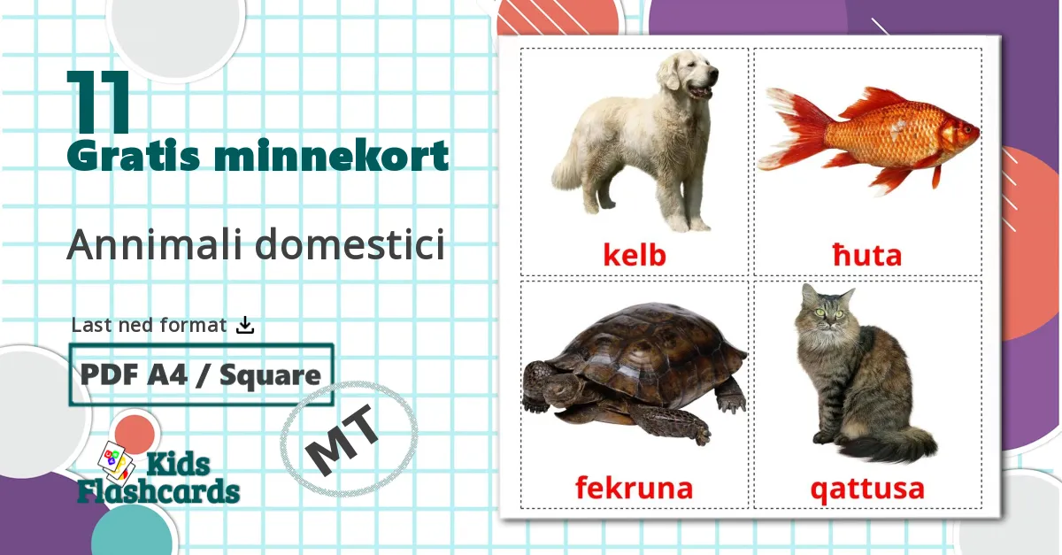 11 Annimali domestici bildekort