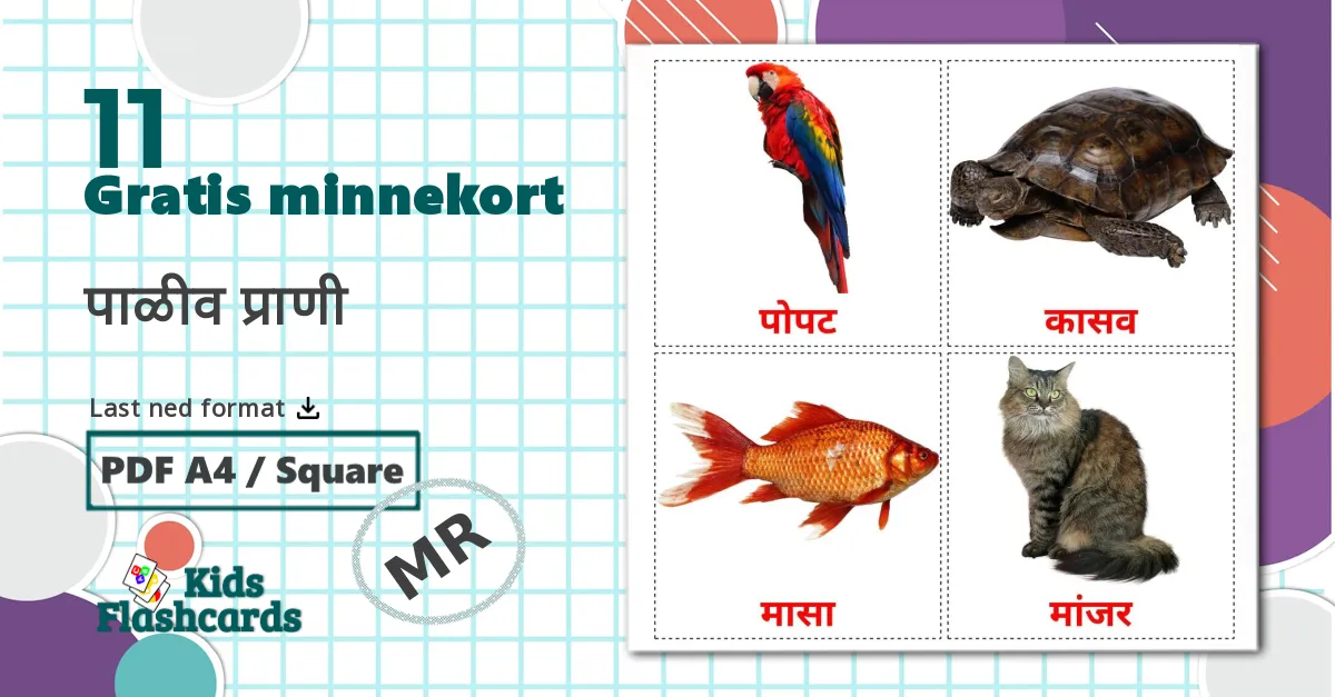 11 पाळीव प्राणी bildekort