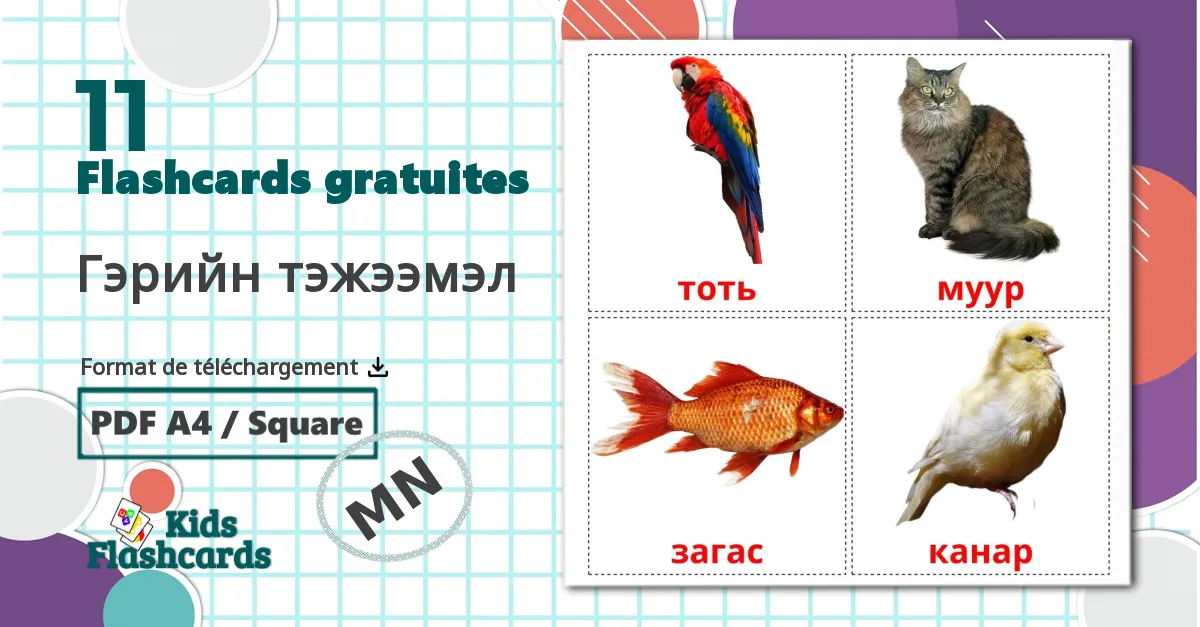 11 Imagiers Les animaux Domestiques