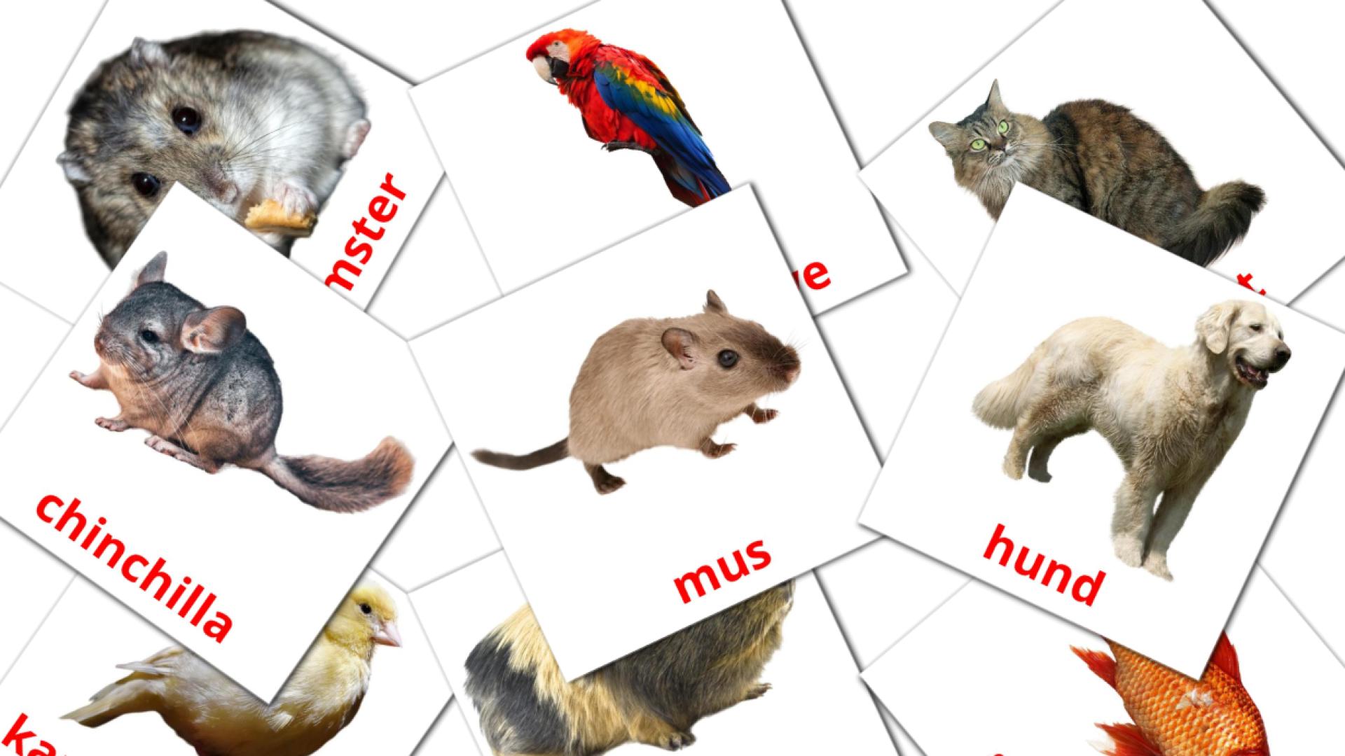 10 Husdyr flashcards