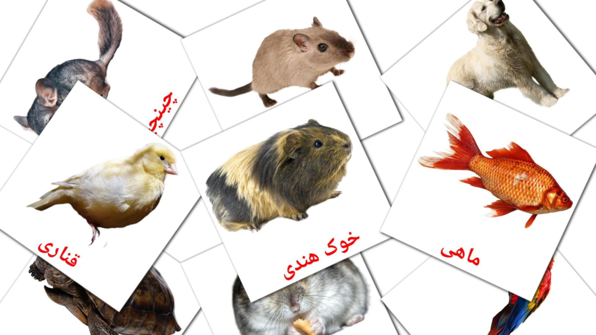 flashcards حیوانات  اهلی