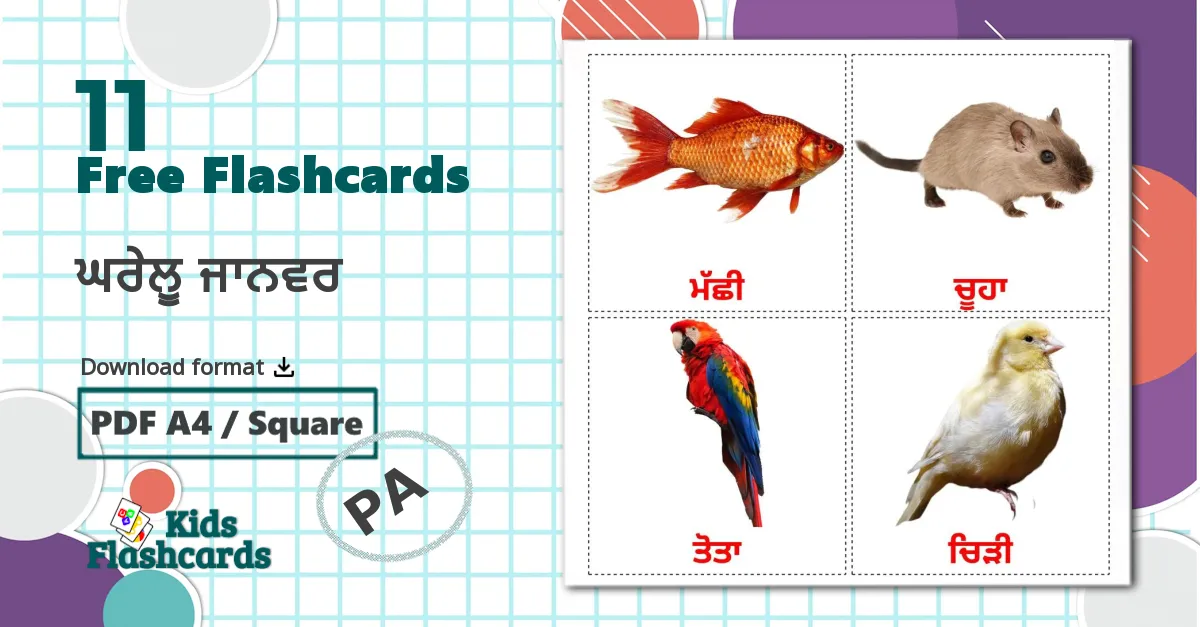 11 ਘਰੇਲੂ ਜਾਨਵਰ flashcards