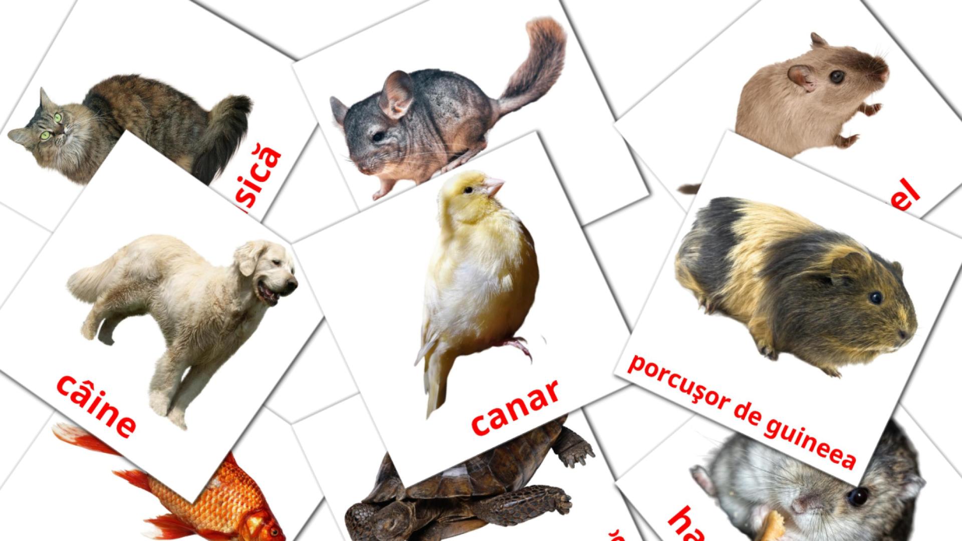 10 Animale domestice  flashcards