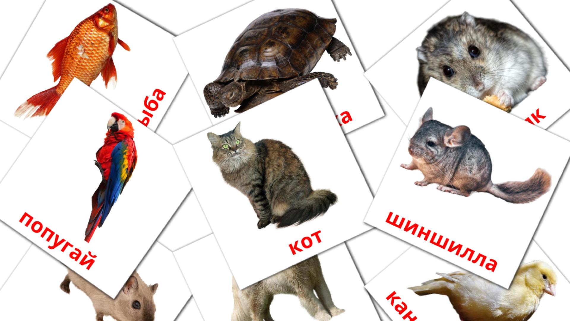 Bildkarten für Домашние животные