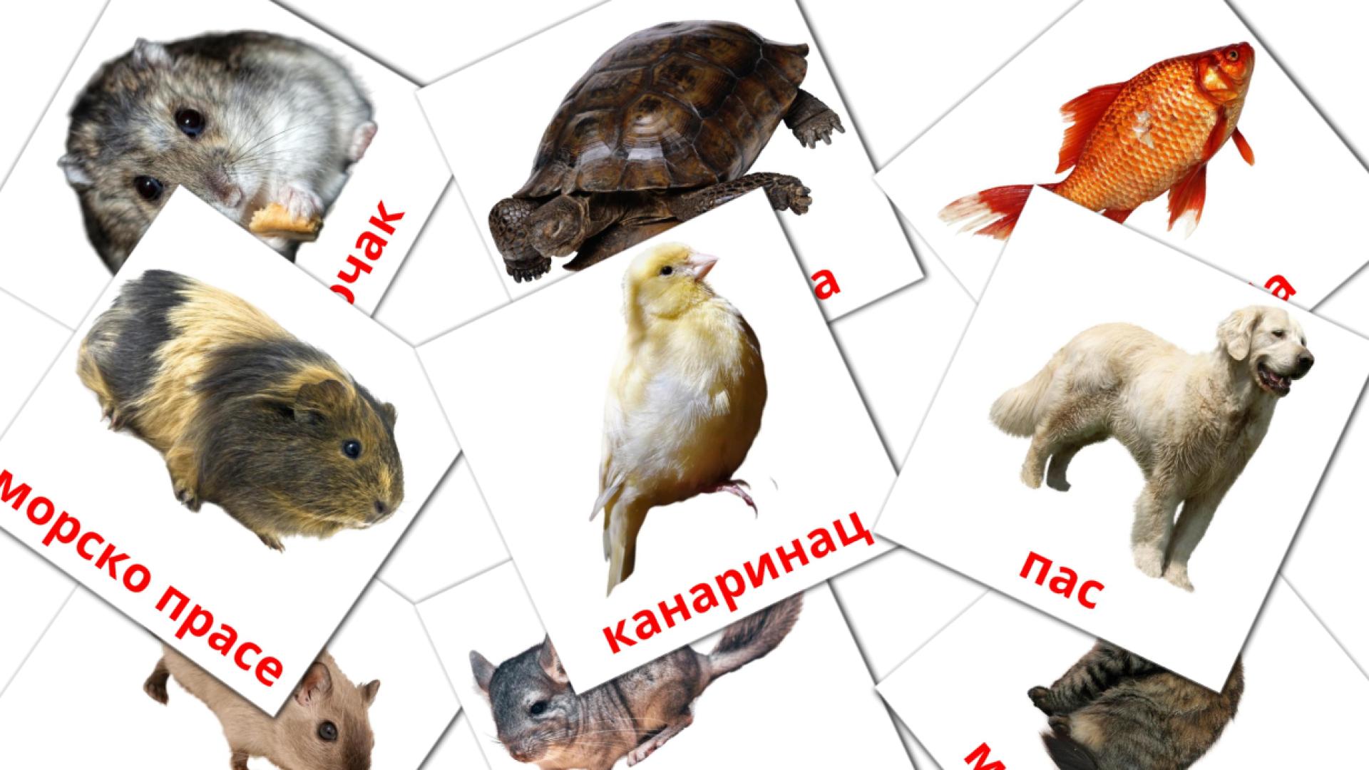 Bildkarten für Домаће животиње