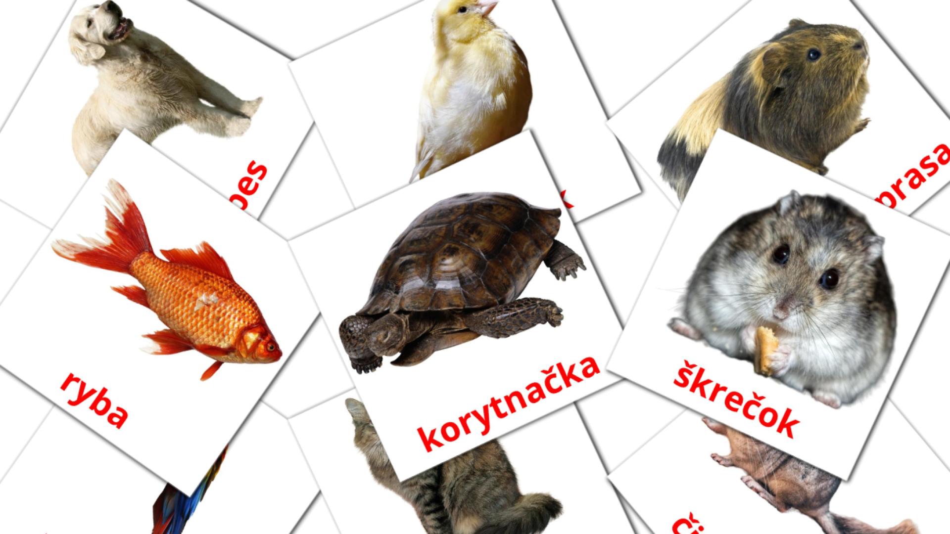 Bildkarten für Domáce zvieratá