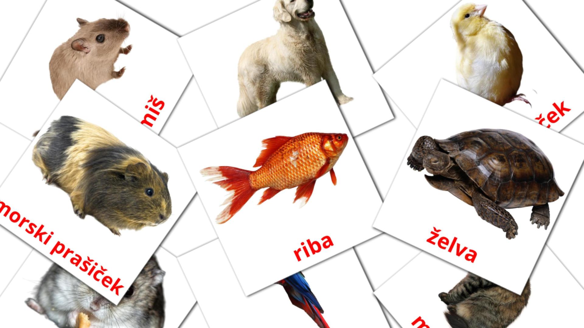 Bildkarten für Domače živali