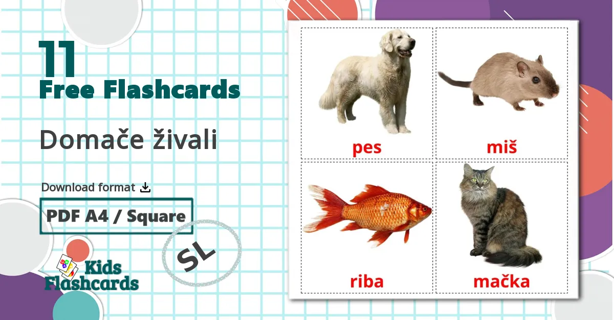 11 Domače živali flashcards