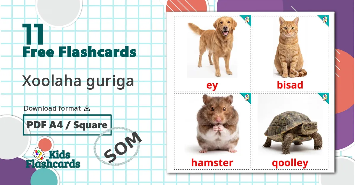 11 Domestic animals flashcards