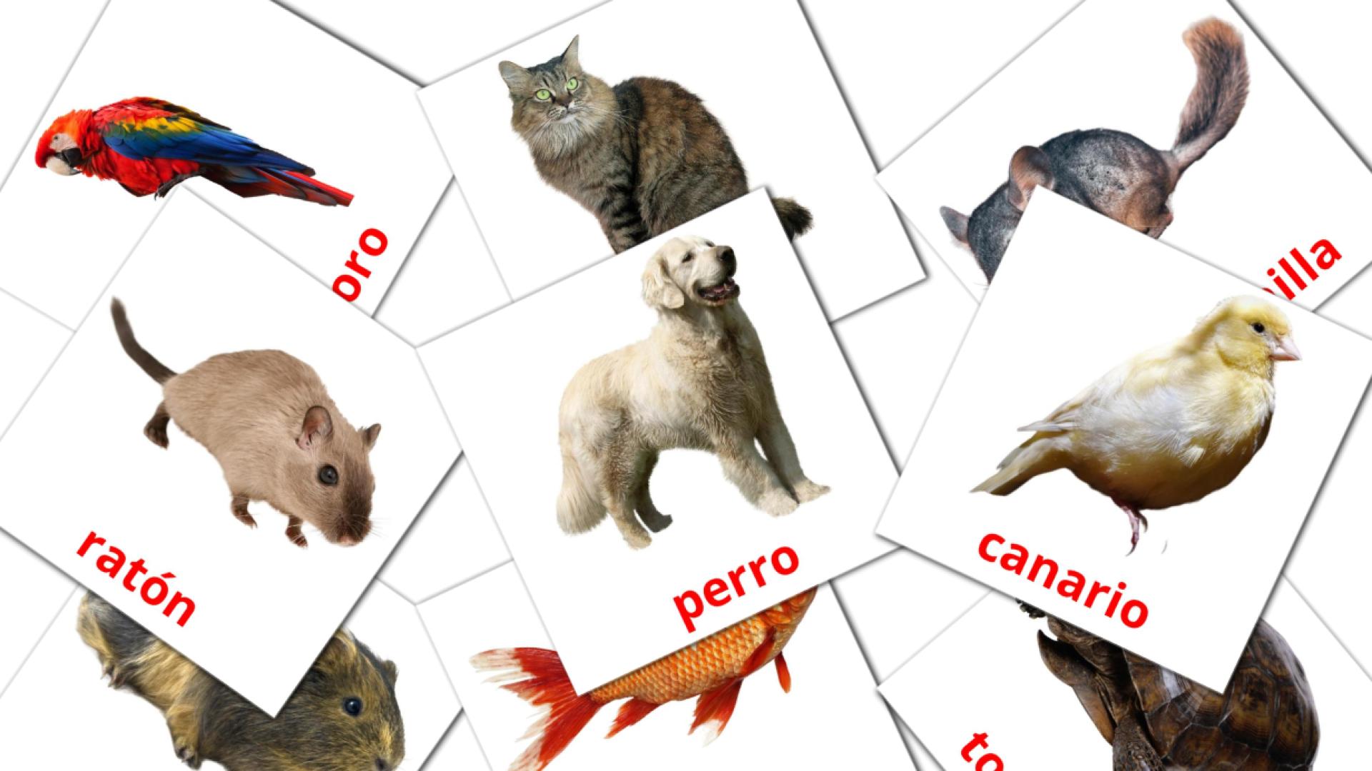 10 flashcards di Animales Domésticos