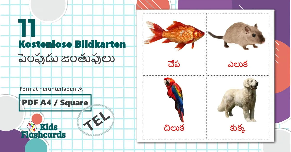 11 Bildkarten für పెంపుడు జంతువులు