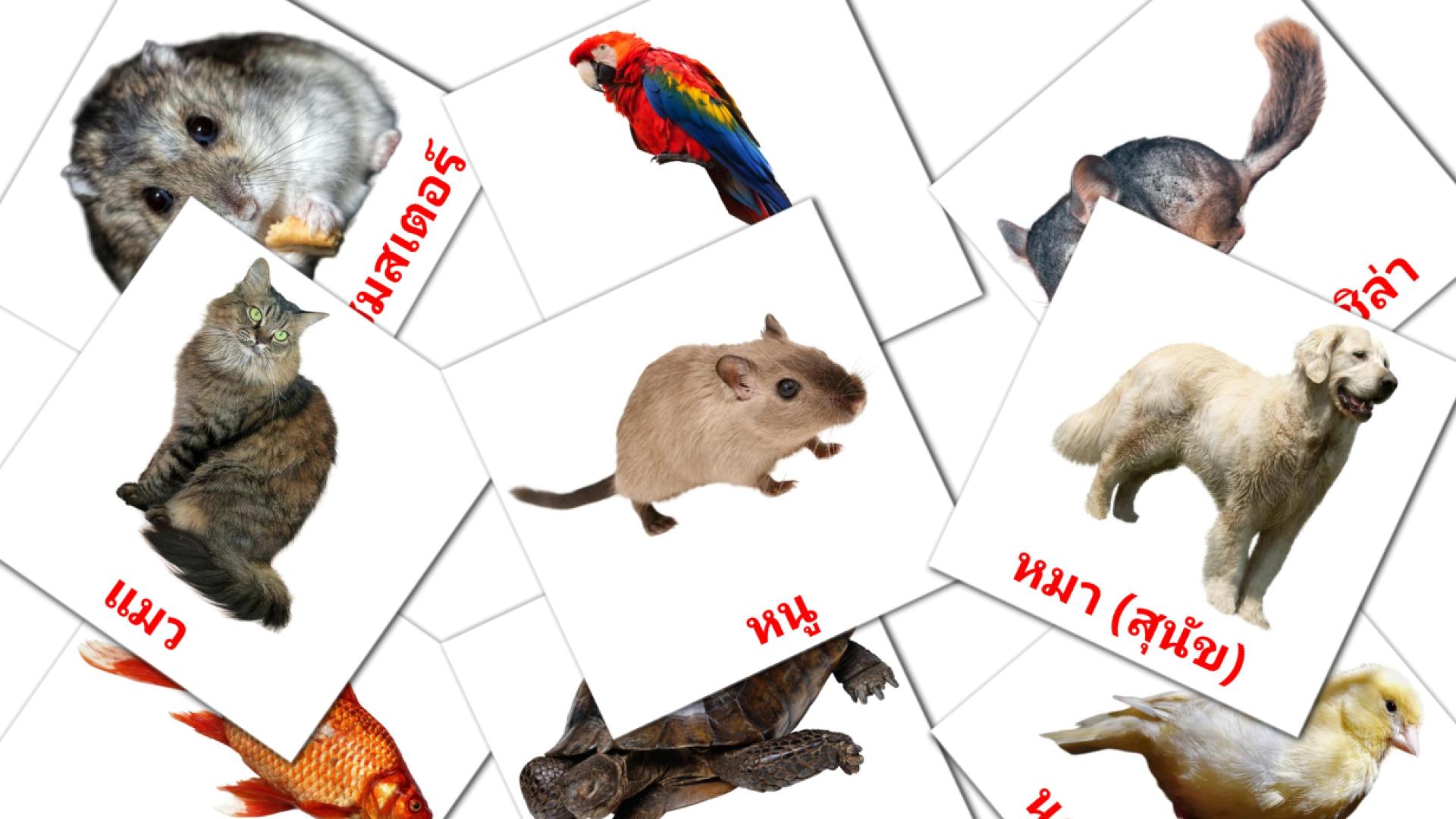 tarjetas didacticas de ชื่อสัตว์โลก