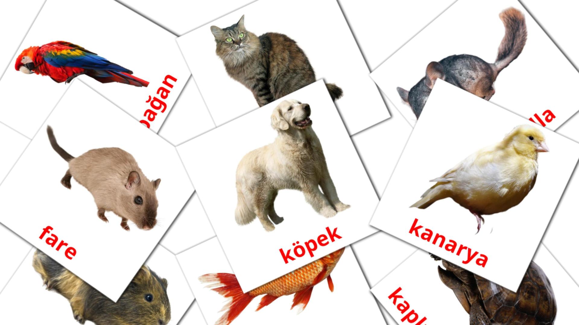 10 Ev hayvanları  flashcards