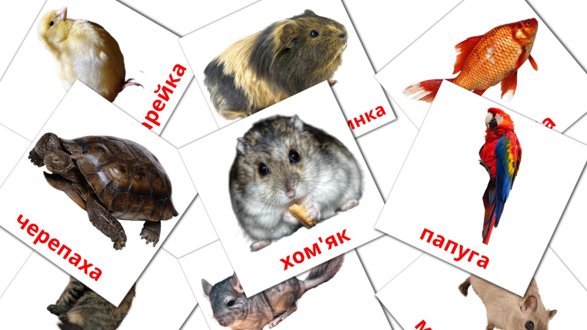 Bildkarten für Домашнi тварини 
