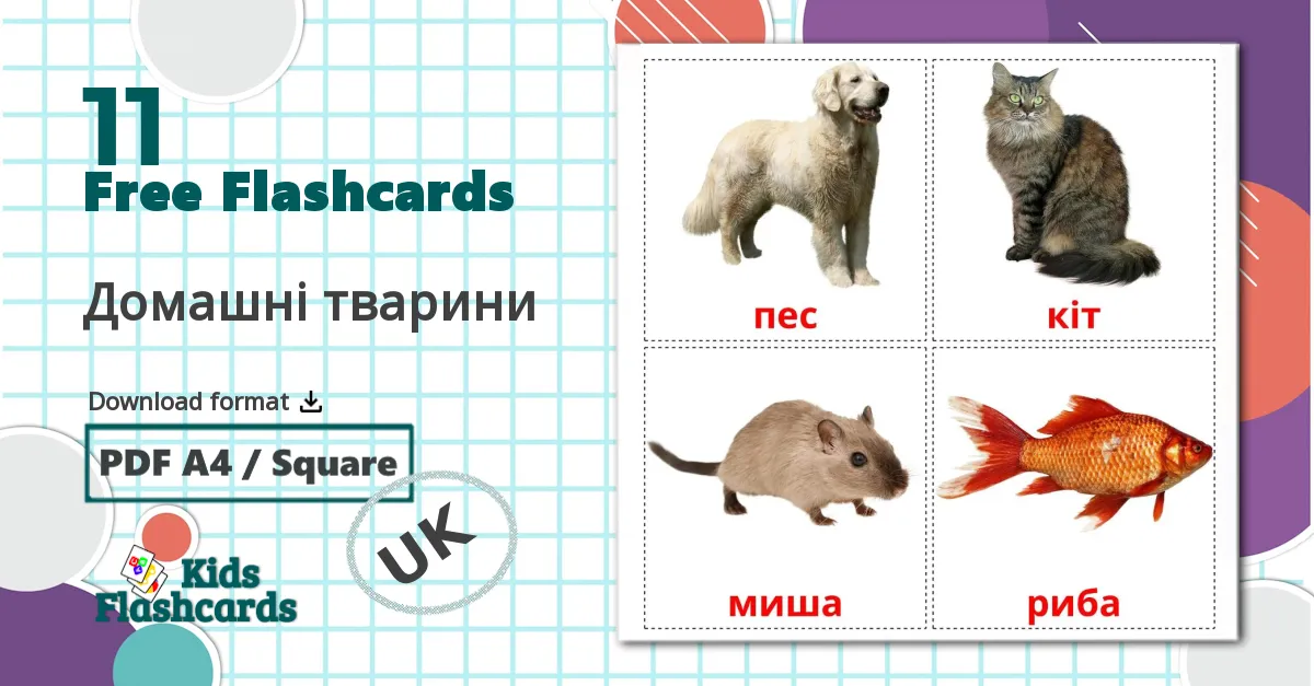 11 Домашнi тварини  flashcards