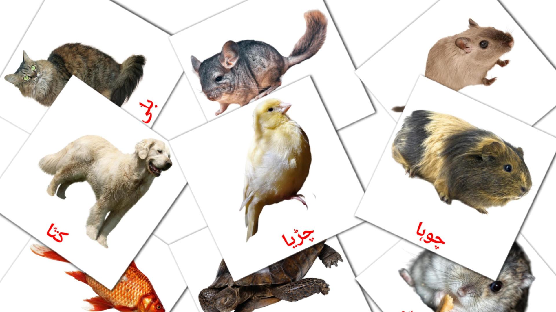Bildkarten für گھریلو جانور