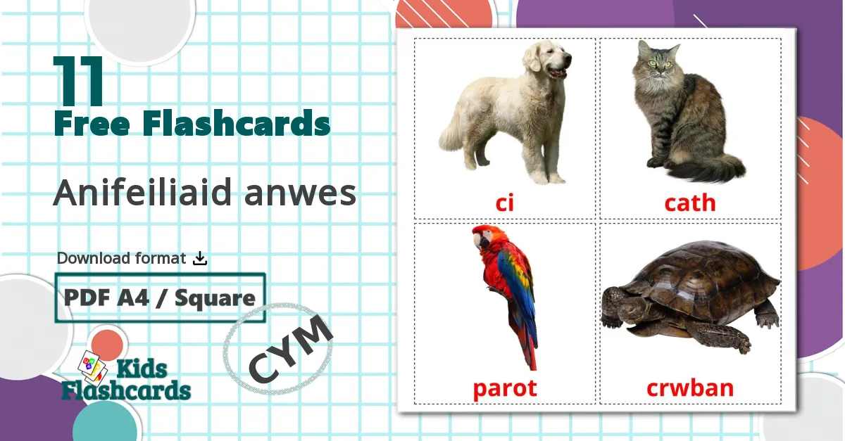 11 Anifeiliaid anwes flashcards