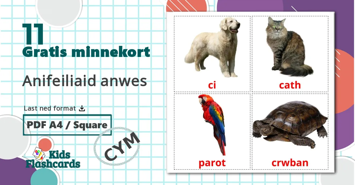 11 Anifeiliaid anwes bildekort