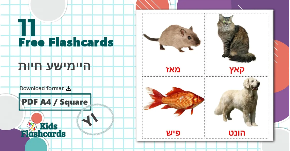 11 היימישע חיות flashcards