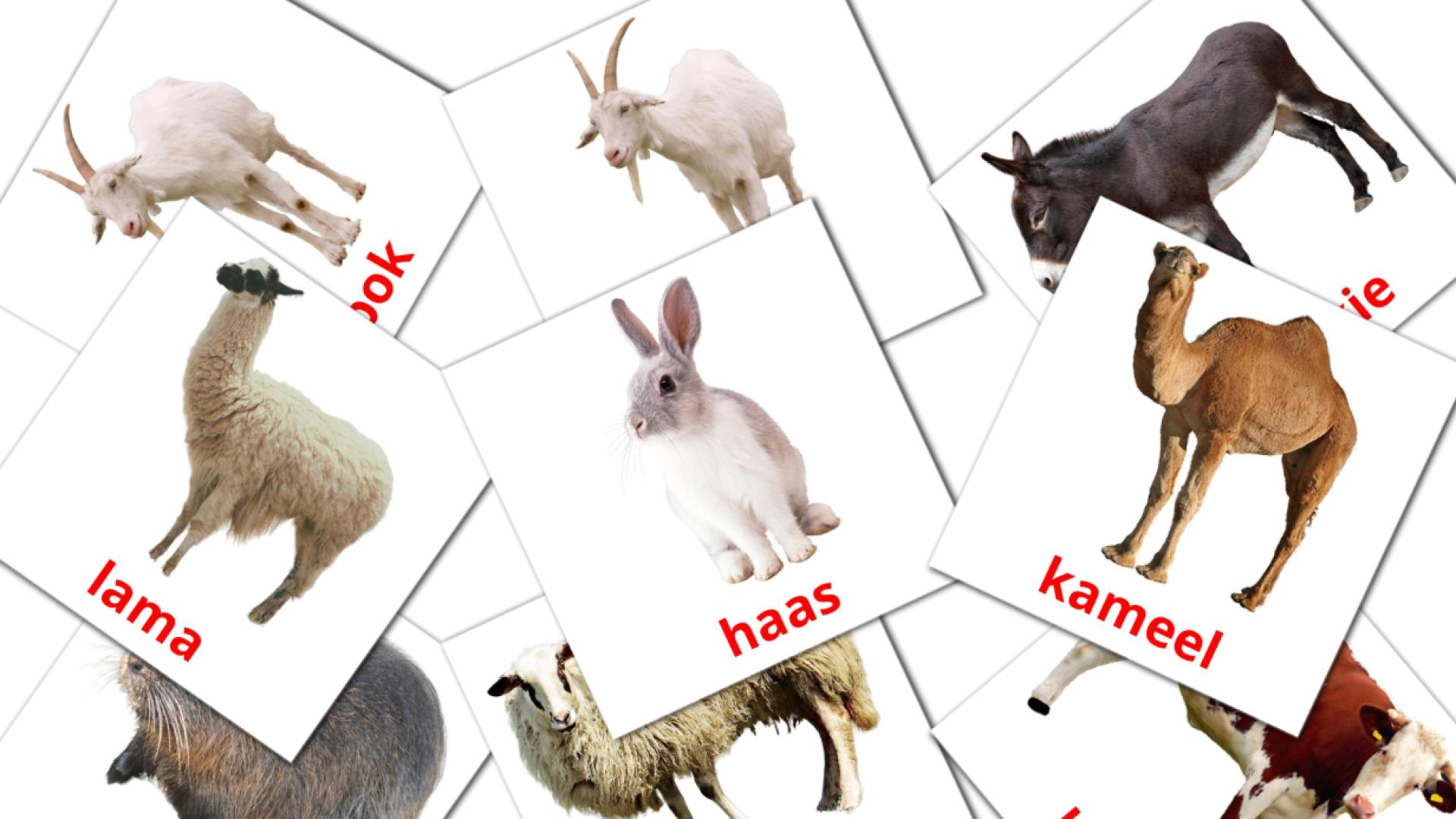 Animales en la Granja - afrikáans vocabulary cards