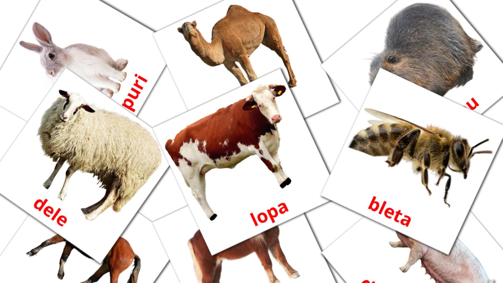 Animales en la Granja - albanés vocabulary cards