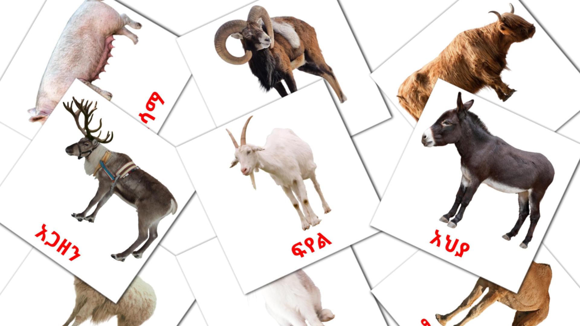 Nutztiere - Amharische Vokabelkarten