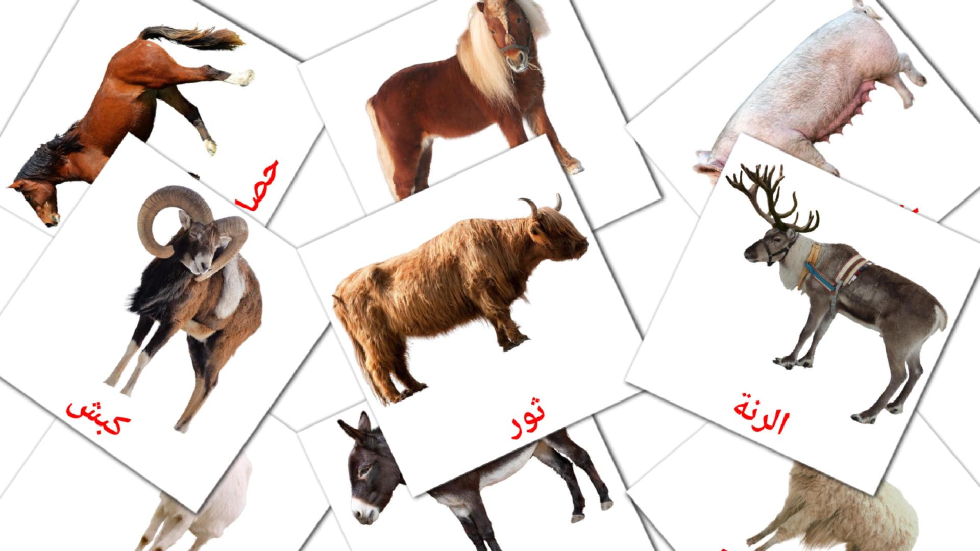 Animales en la Granja - árabe vocabulary cards