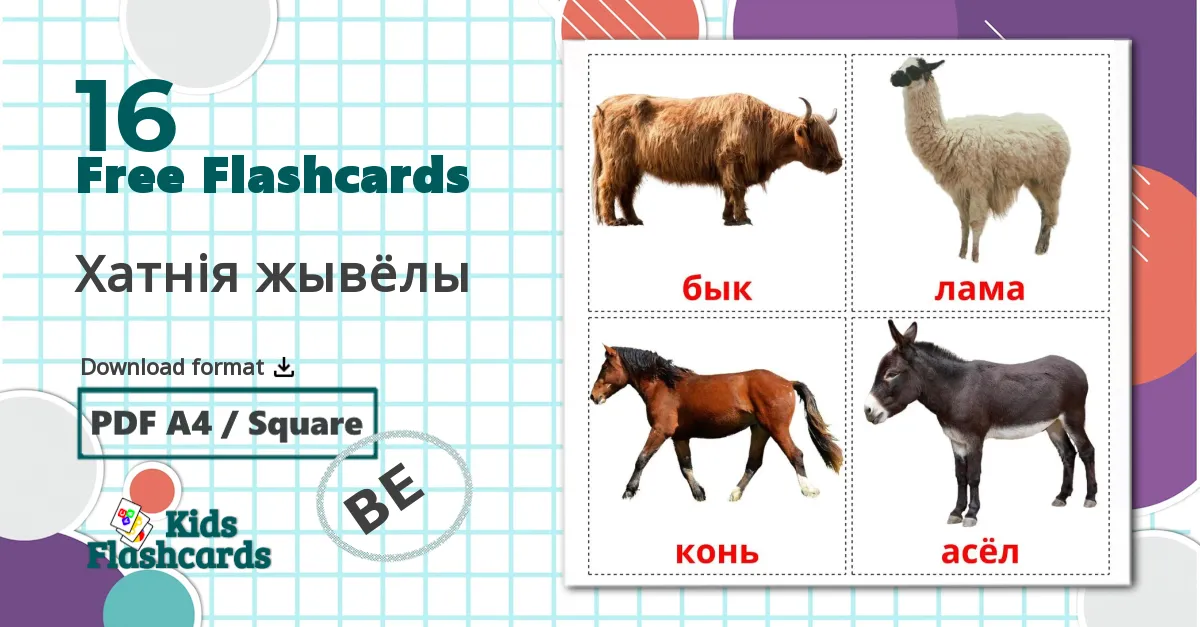 16 Хатнія жывёлы  flashcards