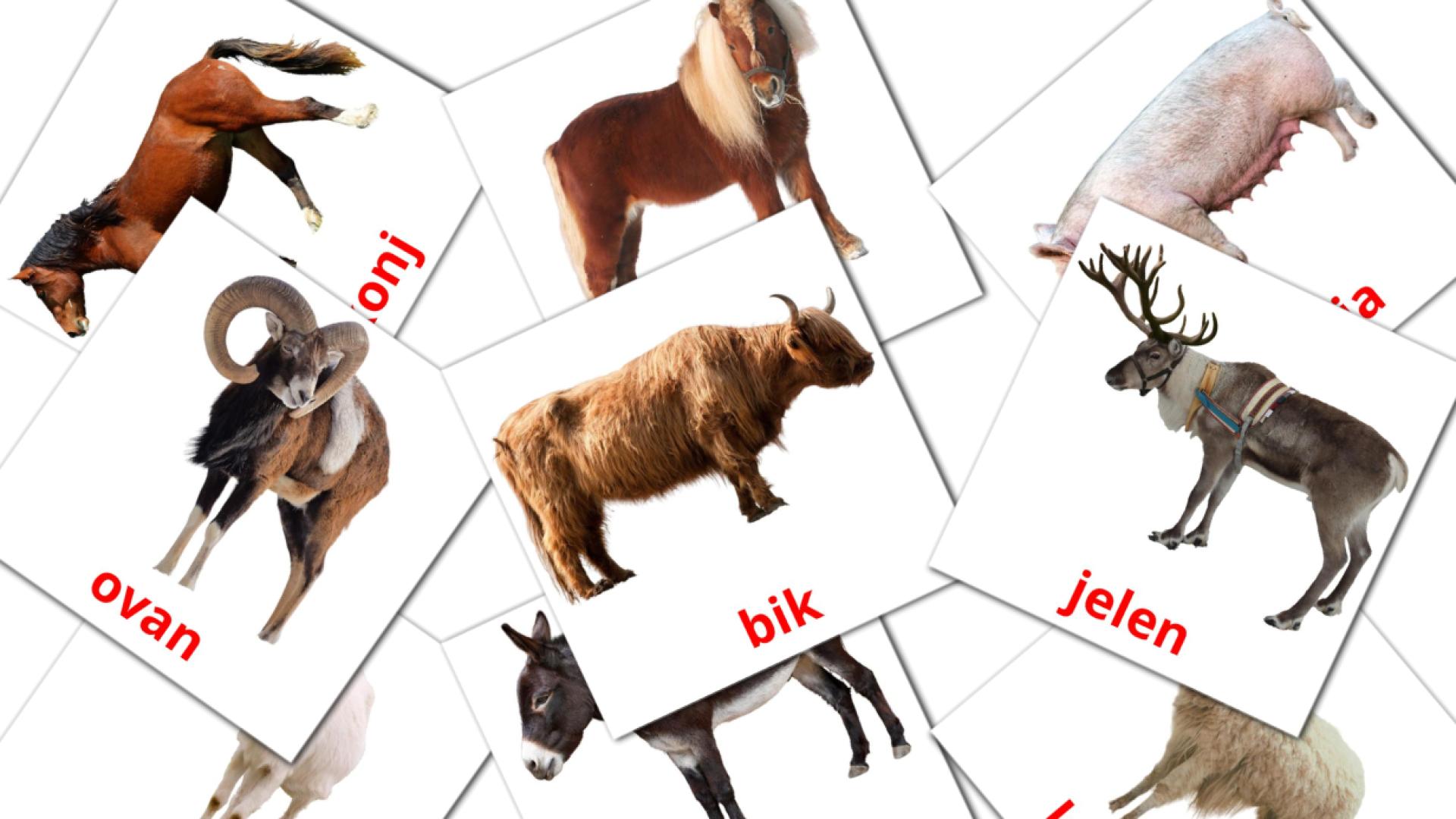 Bildkarten für Životinje sa farme