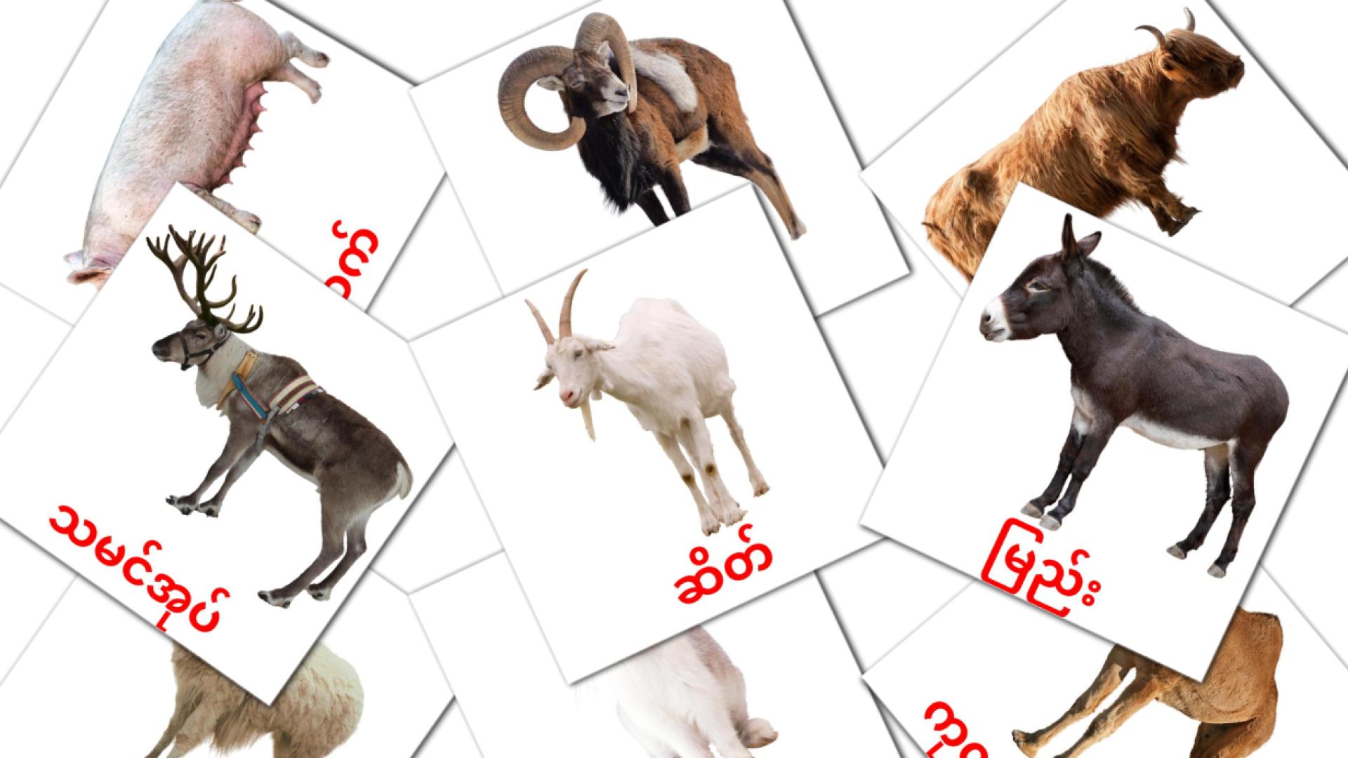 15 Карточки Домана မွေးမြူရေးတိရစ္ဆာန်များ