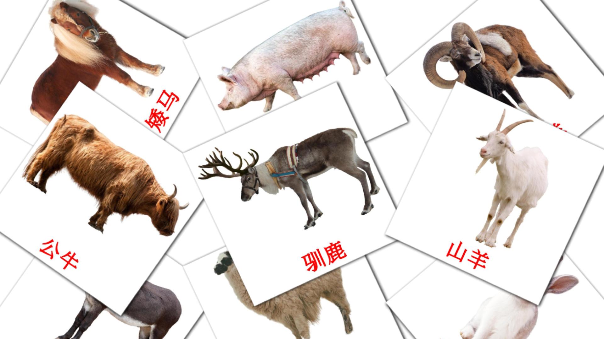 tarjetas didacticas de 农场动物