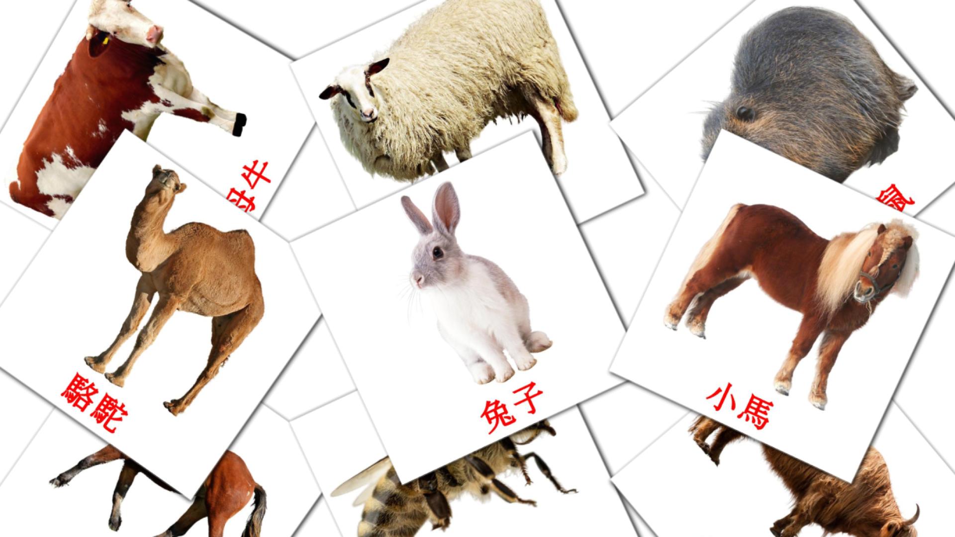 flashcards di 農場動物