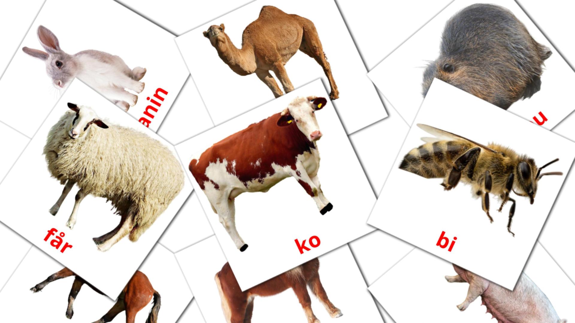 15 Dyr i landsbyen flashcards