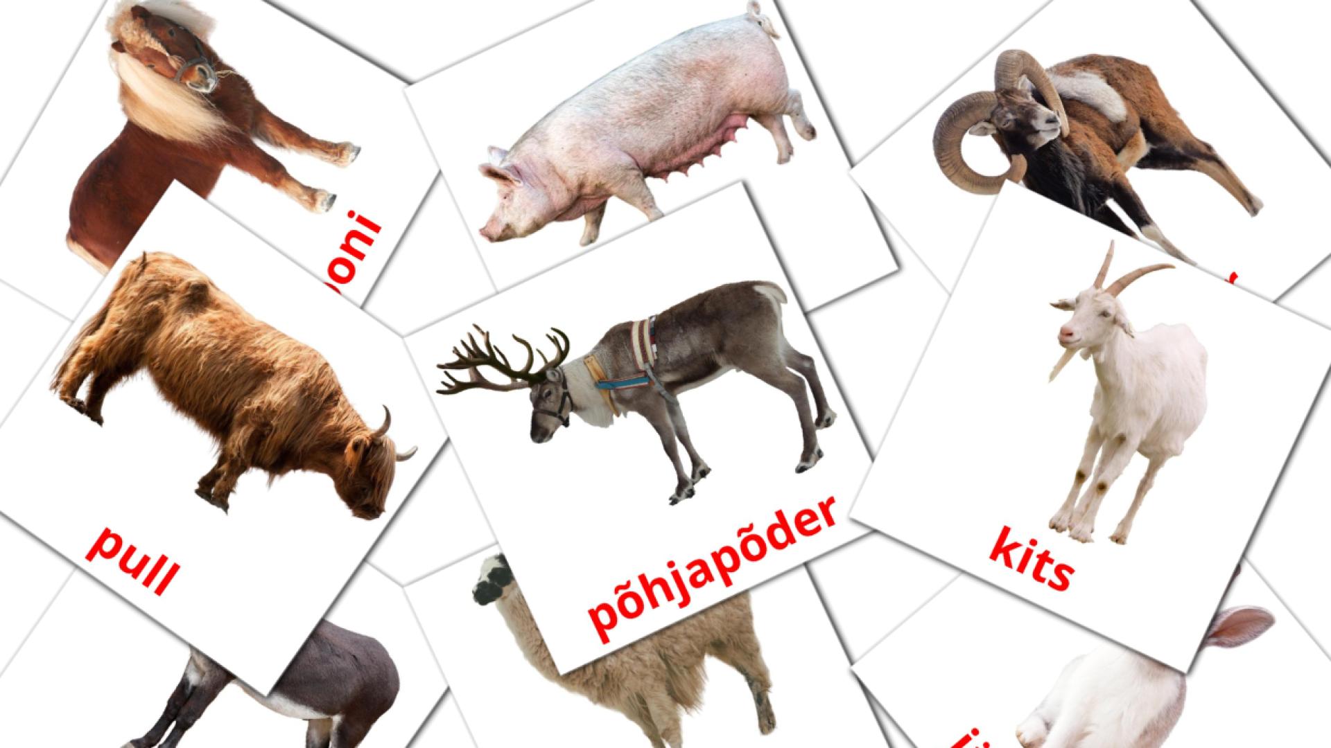 Bildkarten für Külas olevad loomad