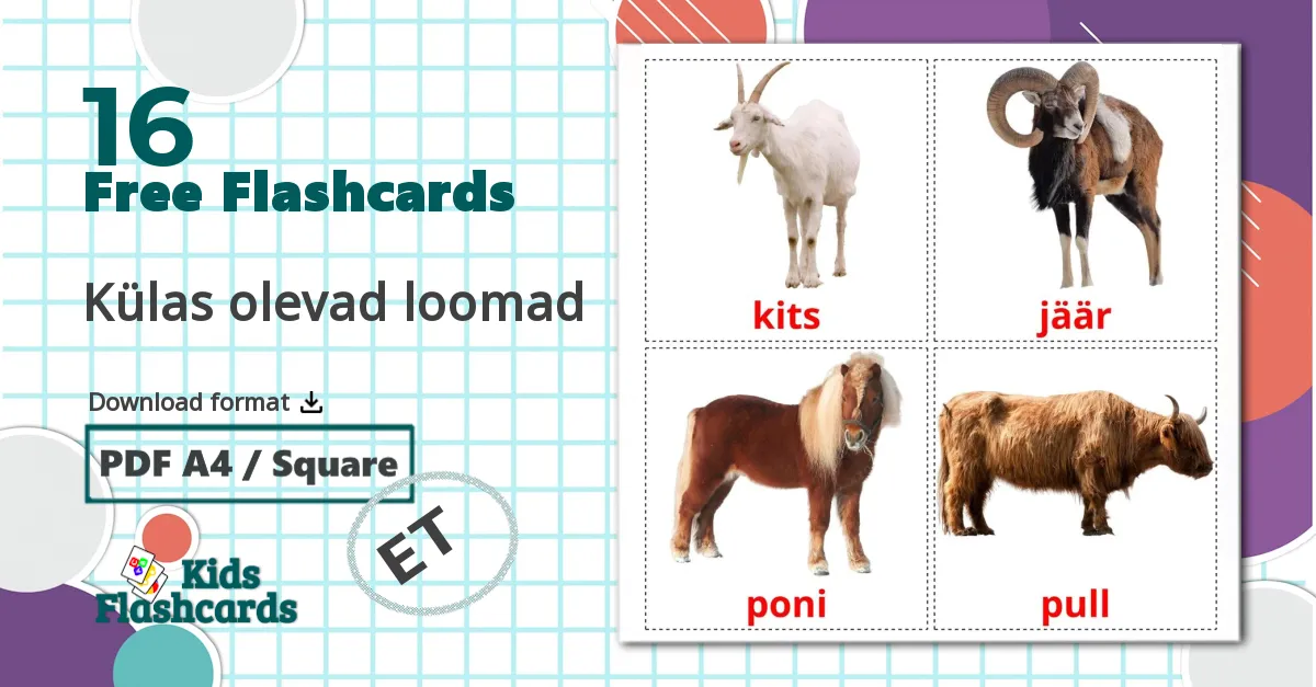 16 Külas olevad loomad flashcards