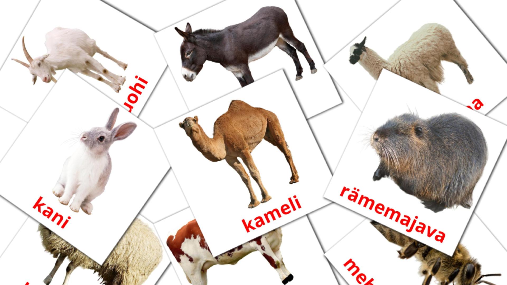 15 Maatilan eläimiä flashcards