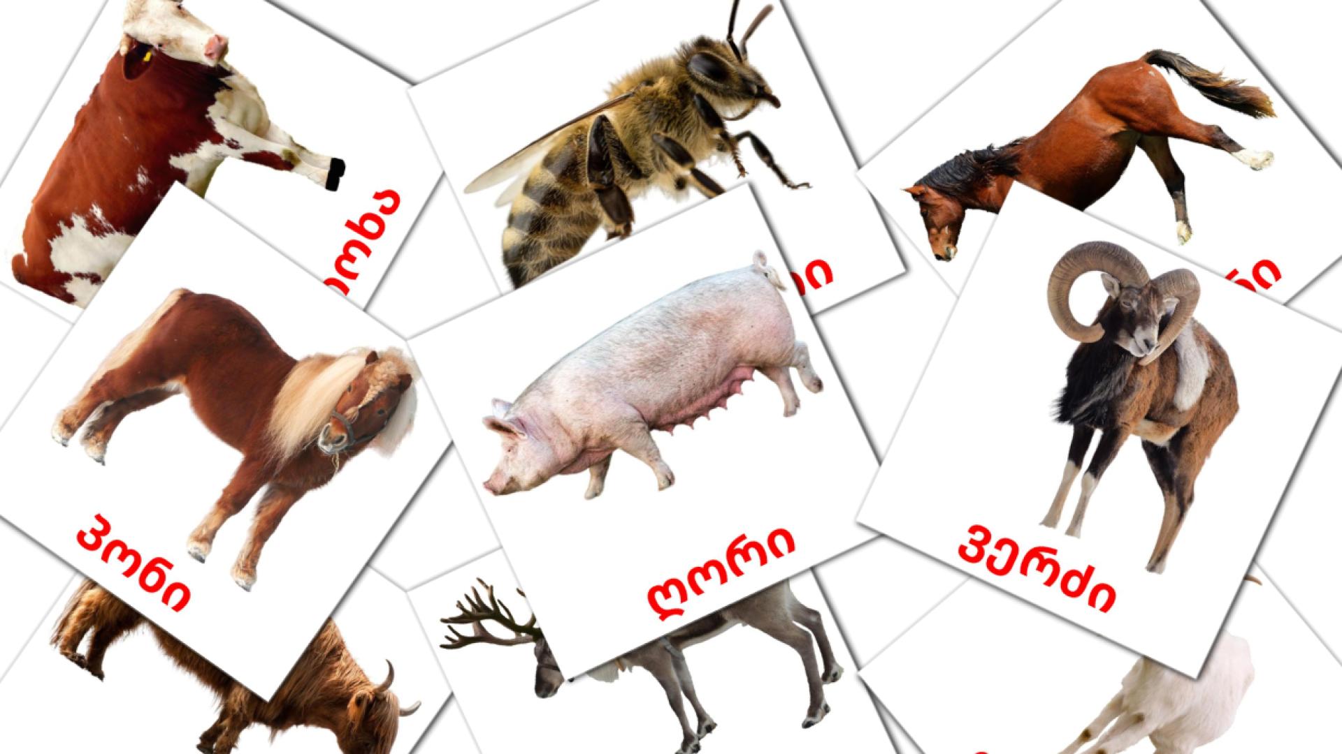 Bildkarten für ფერმის ცხოველები