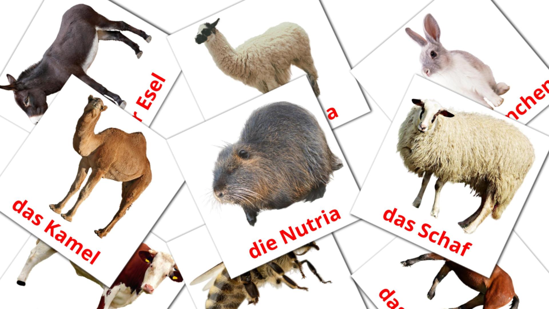 15 tarjetas didacticas de Nutztiere