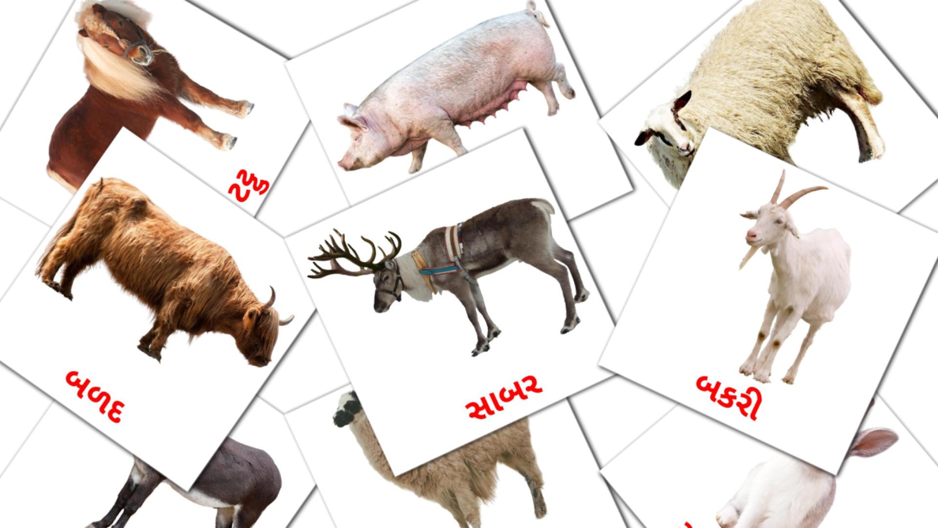 15 પાળેલા પ્રાણી flashcards